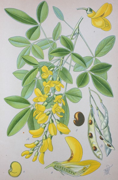 Laburnum