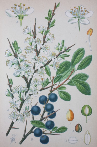Prunus spinosa