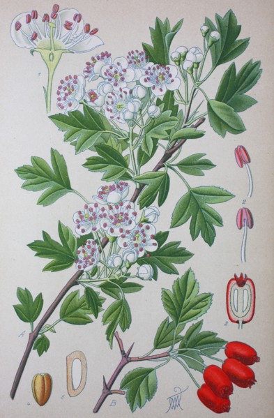 Crataegus monogyna