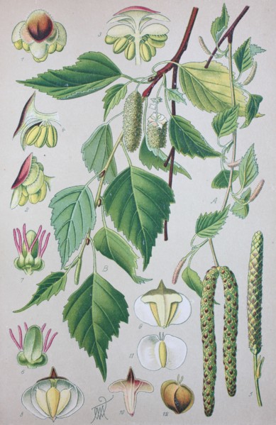 Betula pubescens