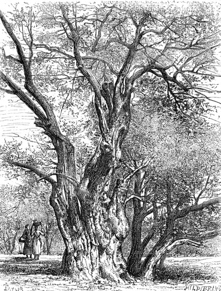 Ancient olive tree in southern France  /  Uralter Olivenbaum in Südfrankreich
