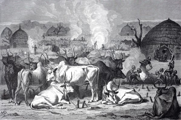 Zebu cattle at a Dinka village in Africa  /  Zebu Rinder bei einem Dorf der Dinkas in Afrika