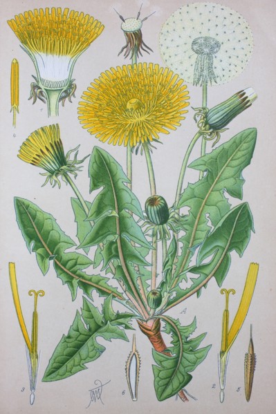Taraxacum officinale