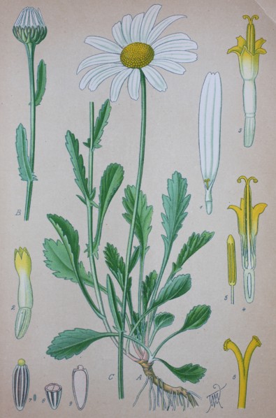 Leucanthemum vulgare
