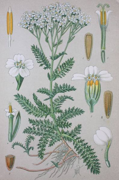Achillea millefolium