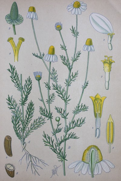 Matricaria chamomilla
