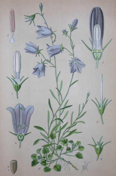 Campanula rotundifolia