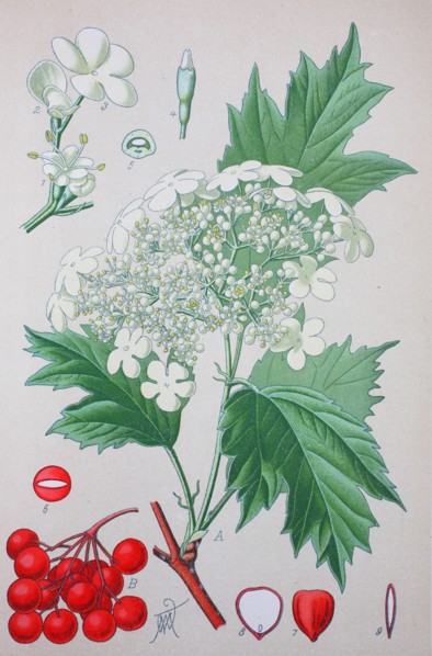 Viburnum opulus