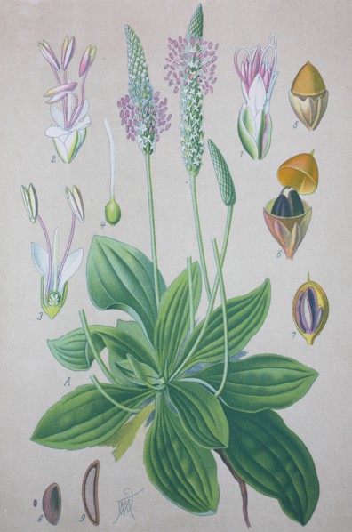 Plantago media