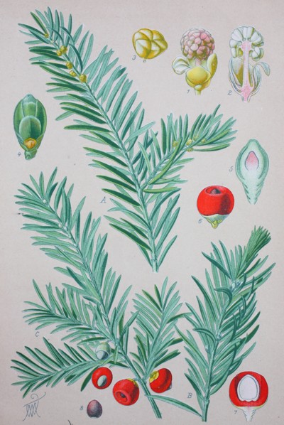 Taxus baccata is a conifer native to western