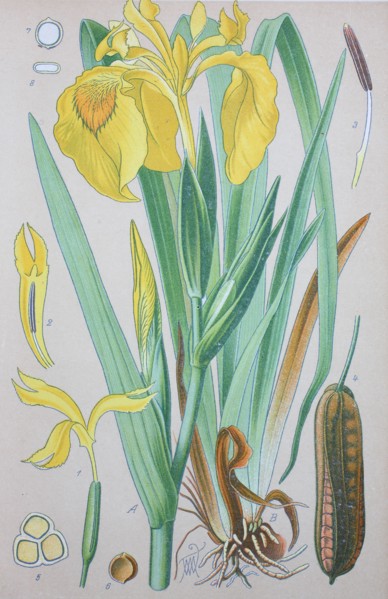Iris pseudacorus