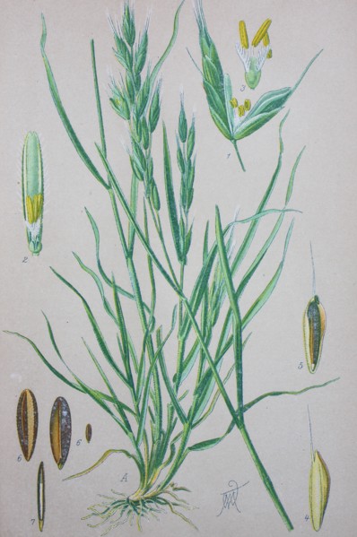 Bromus hordeaceus
