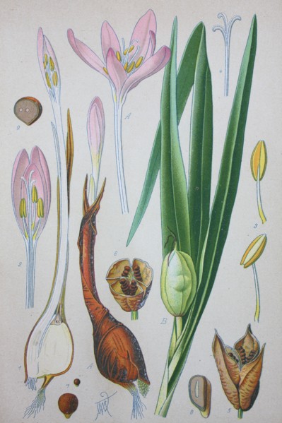 Colchicum autumnale