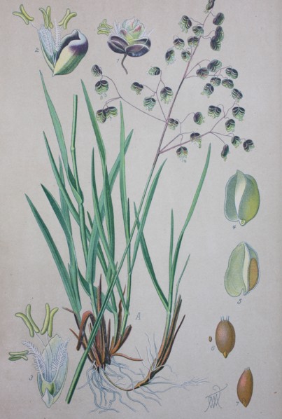 Briza media is a perennial grass in the family Poaceae and is a species of the genus Briza  /  Mittleres Zittergras