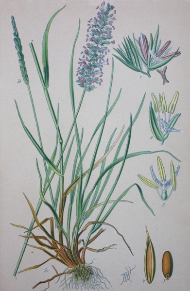 Cynosurus cristatus