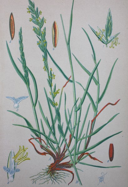 Lolium perenne