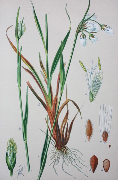 Eriophorum angustifolium