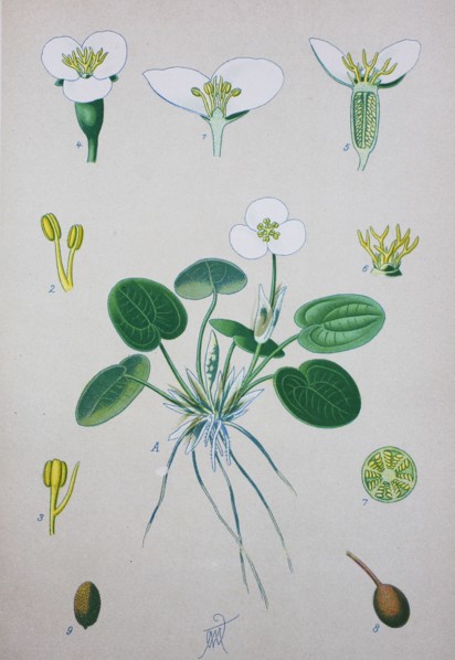 Hydrocharis morsus-ranae