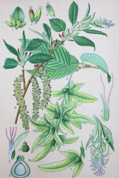 Carpinus betulus