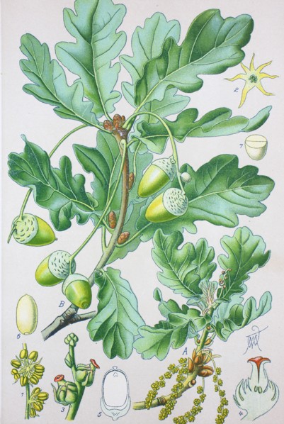 Quercus robur