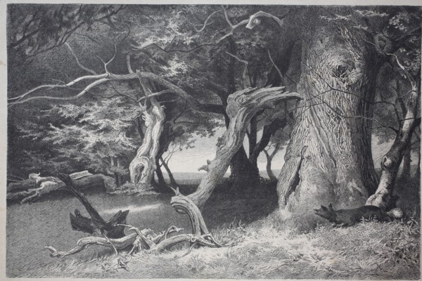 old trees in the Hasbruch