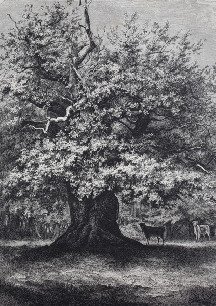 the Amalien-Eiche