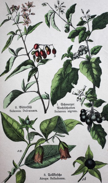 poisonous plants