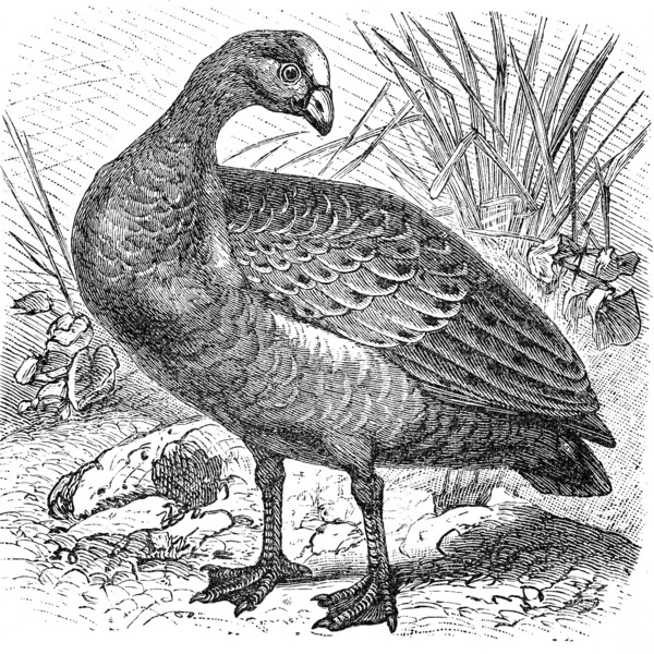 Cape Barren goose
