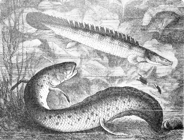 Nile bichir and West African lungfish