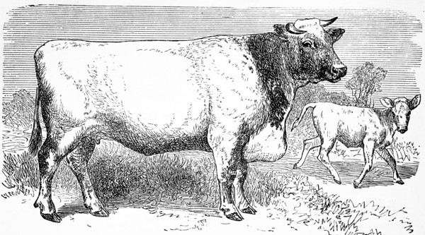 cattle breed