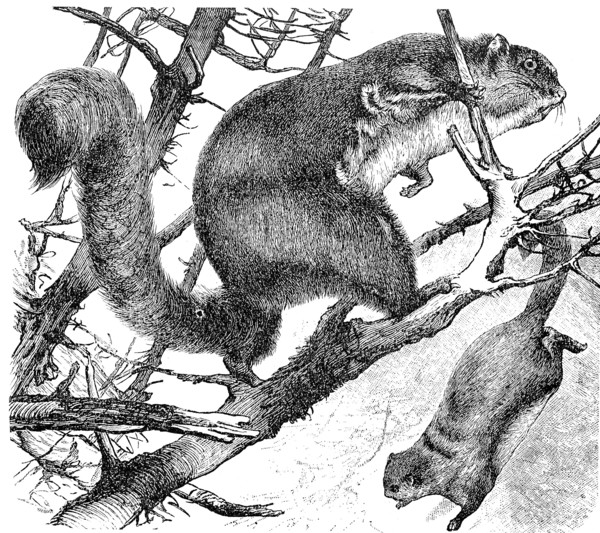 Red giant flying squirrel