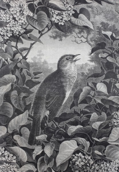 common nightingale or simply nightingale