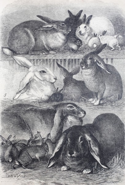 rabbits