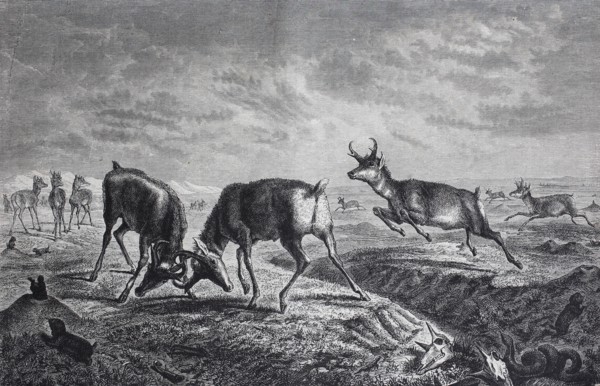 pronghorn