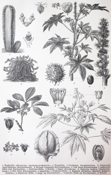 various Euphorbiales
