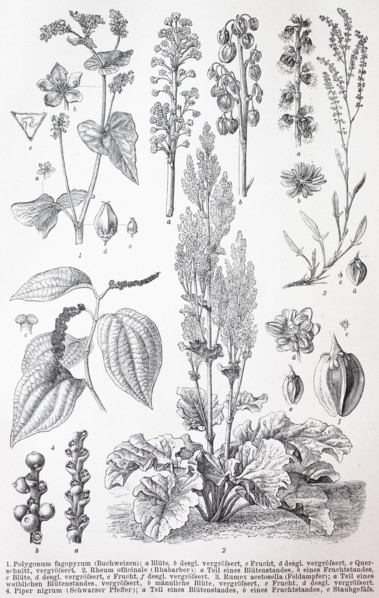 Various plants