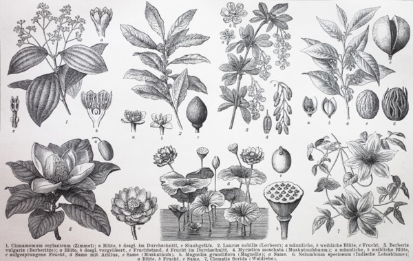 various plants