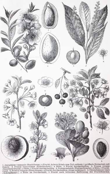 Various Rosids