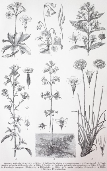 Various primulina