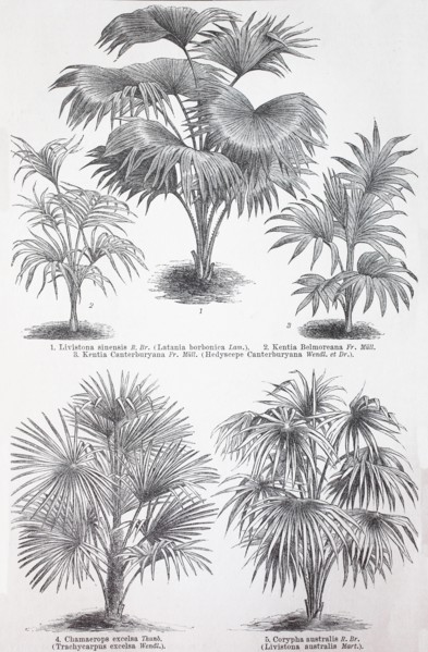 various palm trees
