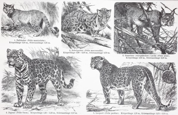 various cats