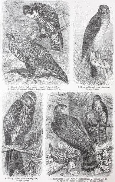 various Falcons