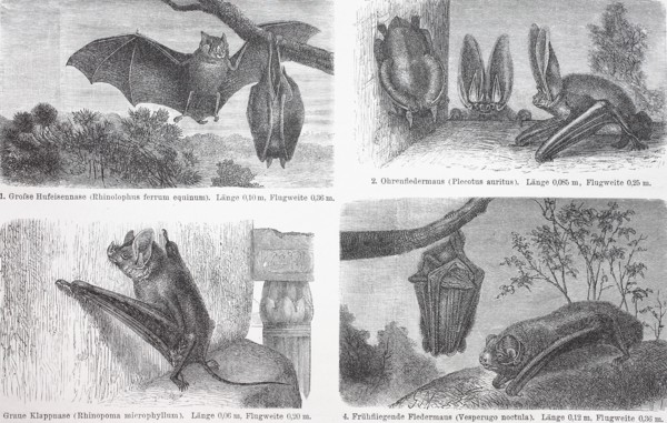 different bats
