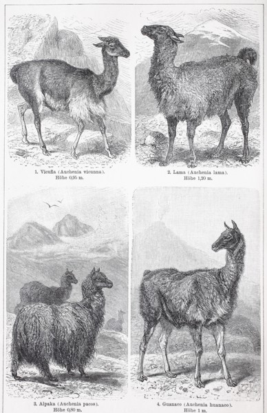 Various camels