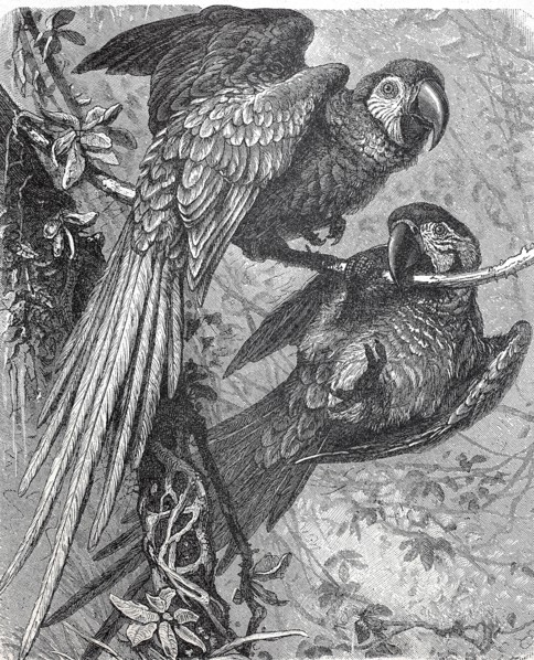 Military macaw bird  /  Kleiner Soldatenara