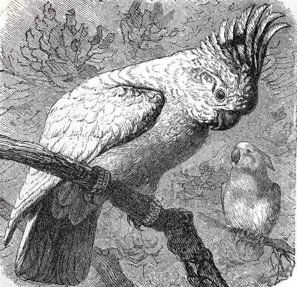 Major Mitchell's cockatoo