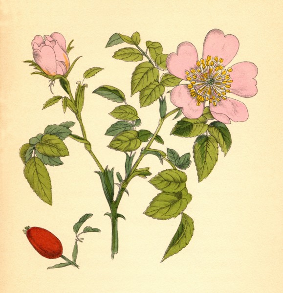 Medicinal plant