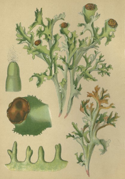 Medicinal plant Iceland Moss