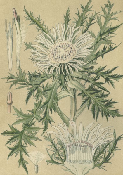 Medicinal plant Carline thistle