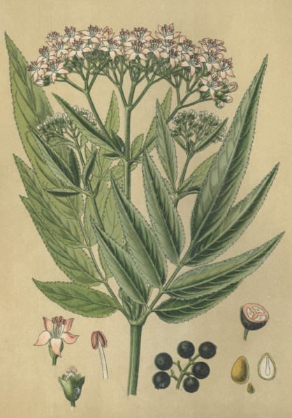 Medicinal plant elder
